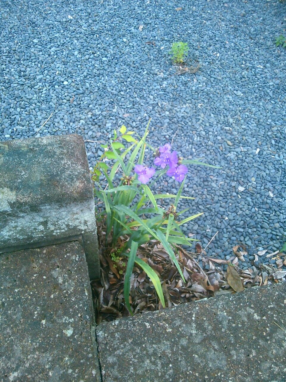 多磨霊園の作家の墓 て わた し発行人と詩