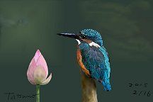 ���糧�ߣ�ϡ3tatsu-s