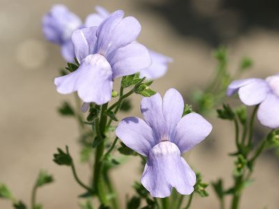 nemesia-01