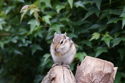 DSC04013s