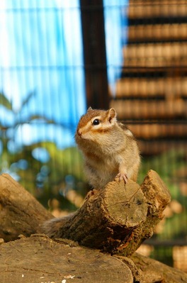 DSC08995s