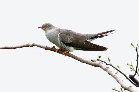 質問 深夜にｳﾞｧｯ って鳴く鳥いるけどなんなの しゅらばっと