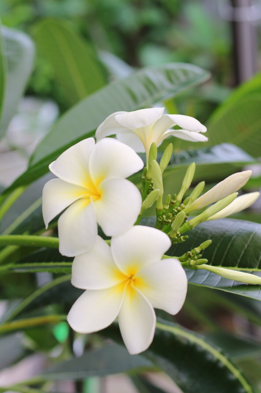プルメリ開花中 大株 2月19日写真更新