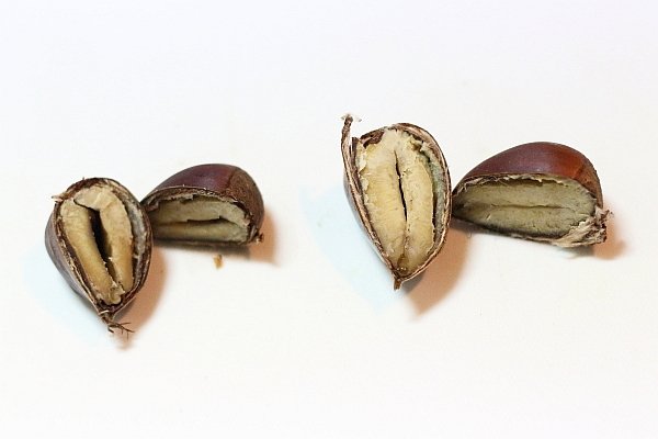 圧力鍋の二段調理で栗の 茹でvs蒸し 実験 ぽかぽかびより レシピ 作り方 コツ Powered By ライブドアブログ