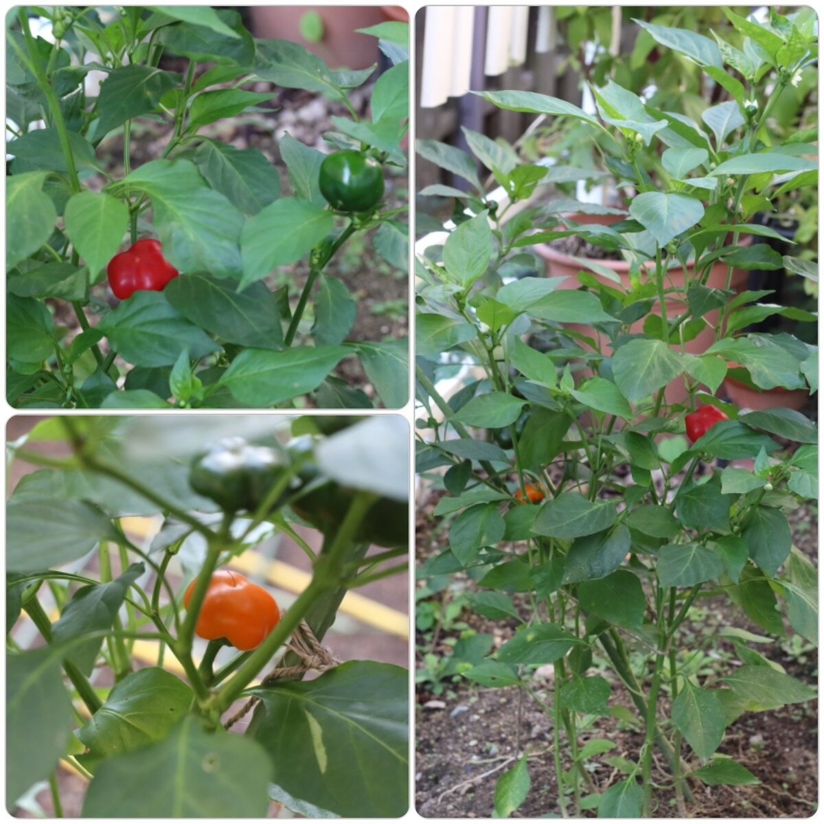 春菊 ベビーリーフの種まき 鷹の爪 プチヴェール ラナンキュラスなどガーデニング近況 ぽかぽかびより レシピ 作り方 コツ Powered By ライブドアブログ