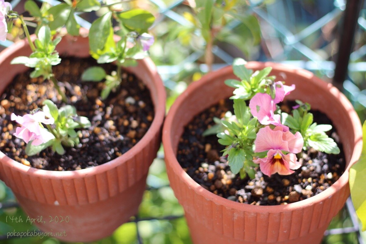 ベビーリーフの種まき方法 ラナンキュラス満開になりました ぽかぽかびより レシピ 作り方 コツ Powered By ライブドアブログ