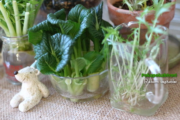 買ってきた にんにく を ペットボトルで作った植木鉢に植えてみました ぽかぽかびより レシピ 作り方 コツ Powered By ライブドアブログ 買ってきた にんにく を ペットボトルで作った植木鉢に植えてみました ぽかぽかびより レシピ 作り方 コツ Powered By ライブドアブログ