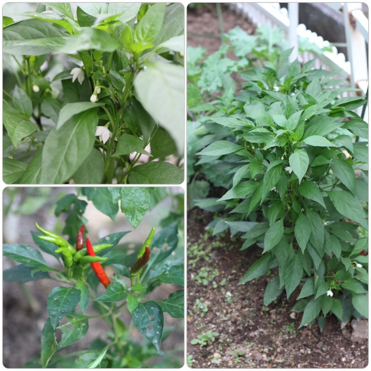 春菊 ベビーリーフの種まき 鷹の爪 プチヴェール ラナンキュラスなどガーデニング近況 ぽかぽかびより レシピ 作り方 コツ Powered By ライブドアブログ