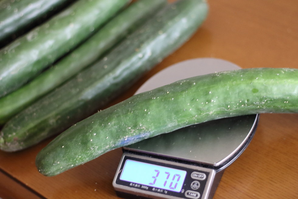 こだわりのレシピ やみつきキュウリ 鶏ガラスープの素使用 びっくりの大きさに育ったきゅうりもおいしく調理 ぽかぽかびより レシピ 作り方 コツ Powered By ライブドアブログ こだわりのレシピ やみつきキュウリ 鶏ガラスープの素使用 びっくりの大きさに育ったきゅうりもおいしく調理 ぽかぽかびより レシピ 作り方 コツ Powered By ライブドアブログ