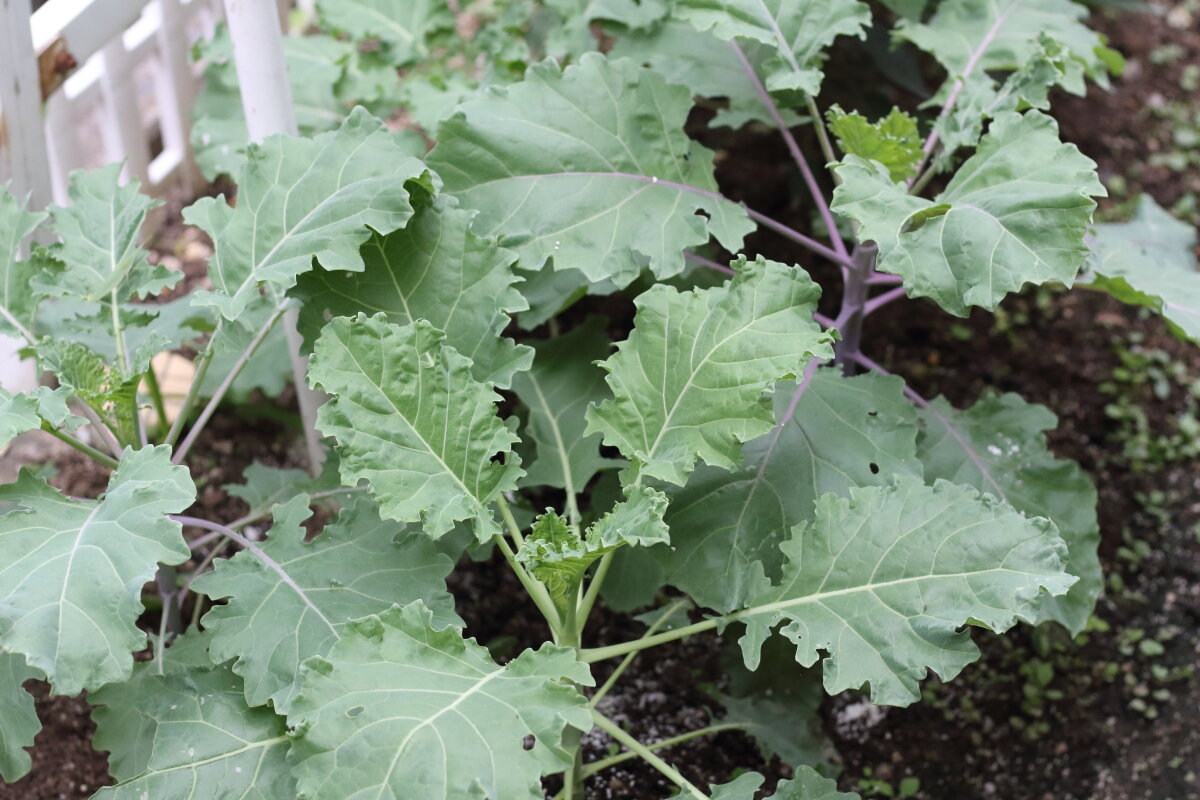 春菊 ベビーリーフの種まき 鷹の爪 プチヴェール ラナンキュラスなどガーデニング近況 ぽかぽかびより レシピ 作り方 コツ Powered By ライブドアブログ