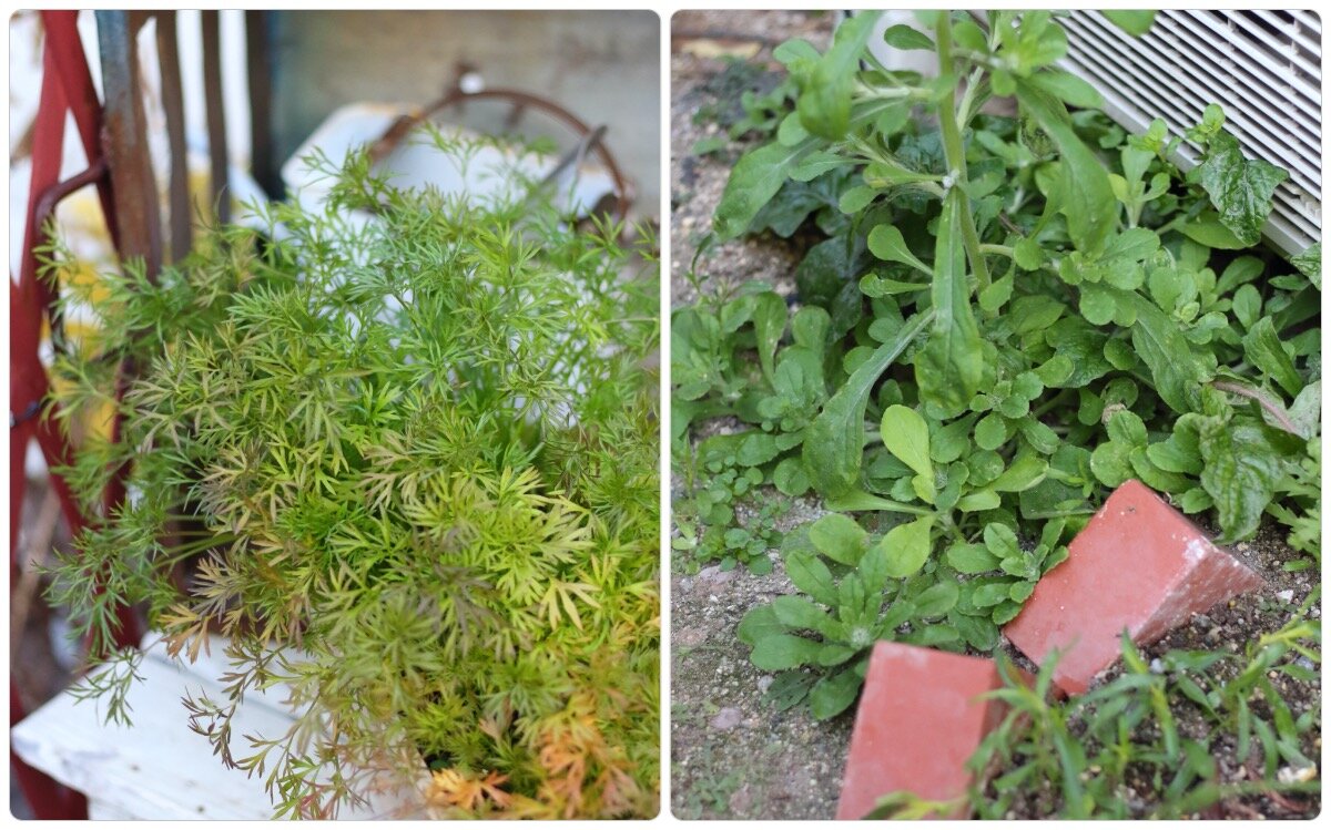 育てた七草摘み放題で鶏粥を食べた話 ご飯日記 ぽかぽかびより レシピ 作り方 コツ Powered By ライブドアブログ