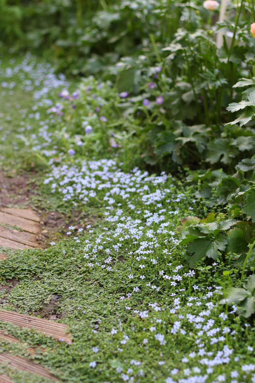 草むしりが面倒な人は→プラティアがおすすめ（グランドカバー