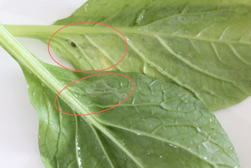 葉物野菜についている虫の話 小松菜のらー油ポン酢和え ぽかぽかびより レシピ 作り方 コツ Powered By ライブドアブログ