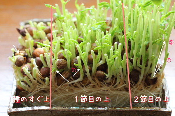 豆苗をプランターに植えて豆食べ放題 緑のカーテンの利用法 ぽかぽかびより レシピ 作り方 コツ Powered By ライブドアブログ