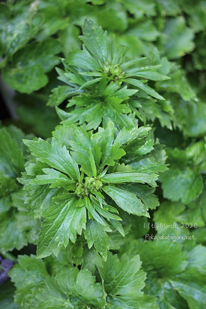 春菊 ラナンキュラスの様子 お気に入りの花苗shop ぽかぽかびより レシピ 作り方 コツ Powered By ライブドアブログ