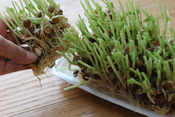 豆苗をプランターに植えて豆食べ放題 緑のカーテンの利用法 ぽかぽかびより レシピ 作り方 コツ Powered By ライブドアブログ 豆苗をプランターに植えて豆食べ放題 緑のカーテンの利用法 ぽかぽかびより レシピ 作り方 コツ Powered By ライブドアブログ