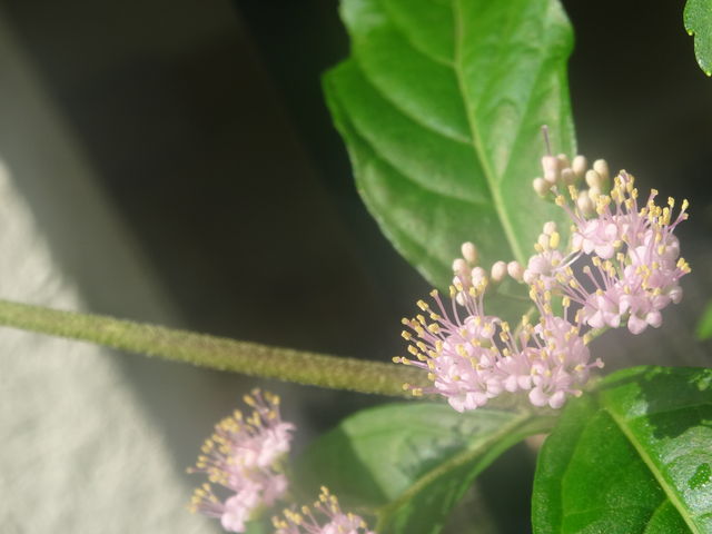 きゅうりの雄花と雌花の違い 全国の小学校 幼稚園のいいね をご紹介 ポカポカブログ 風の便り