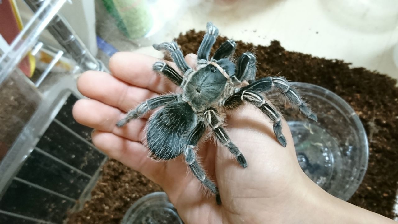 飼育個体紹介 蜘蛛のいる部屋 飼育個体紹介 蜘蛛のいる部屋