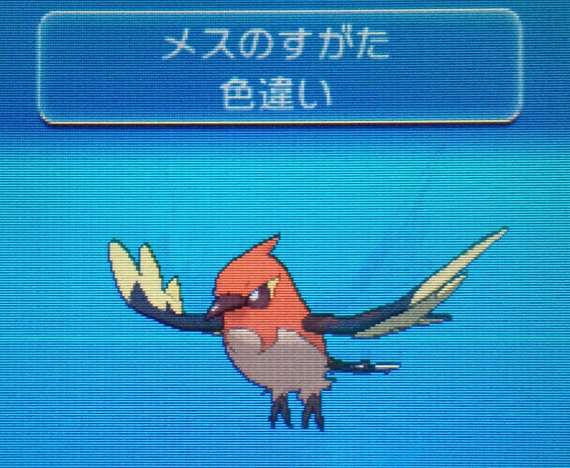 サファリ ヒノヤコマ クリマツ自転車