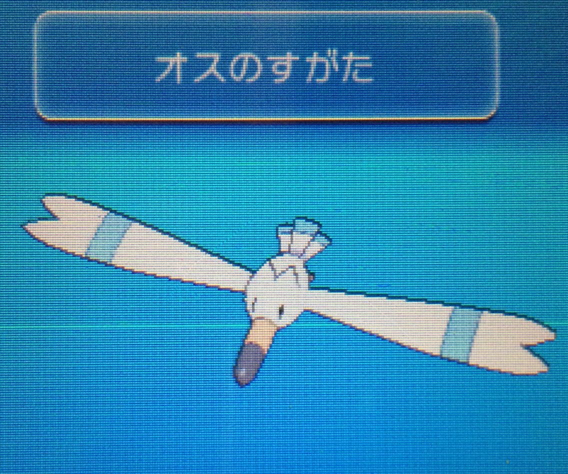 群れバトル キャモメ ペリッパー クリマツ自転車 群れバトル キャモメ ペリッパー クリマツ自転車
