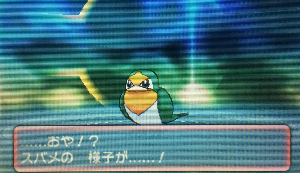 国際孵化 スバメ オオスバメ クリマツ自転車