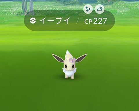 箱花色イーブイ0