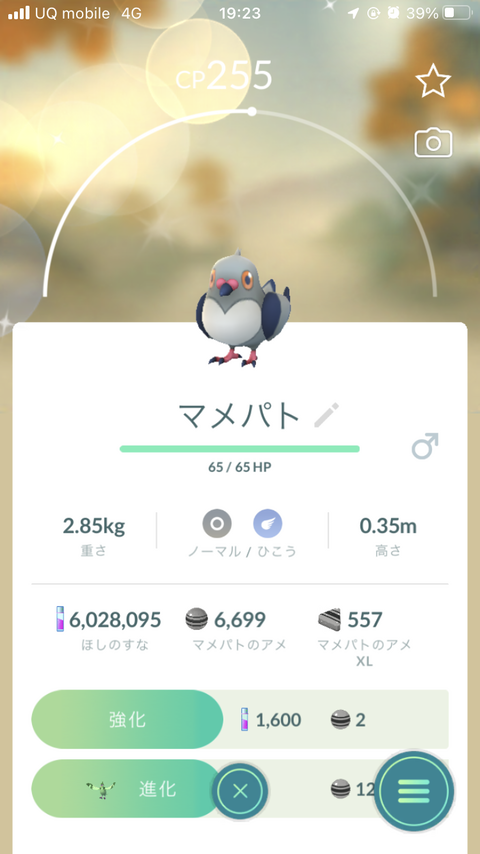 Spotマメパト収穫5