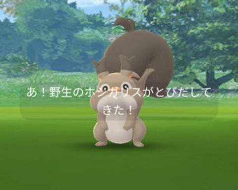 ヨクバリス可愛0
