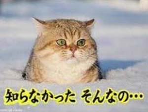 光HWP2色ギラオリ幸2