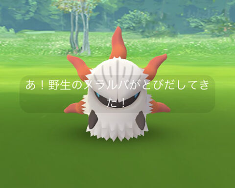 Junメラルバ野生0