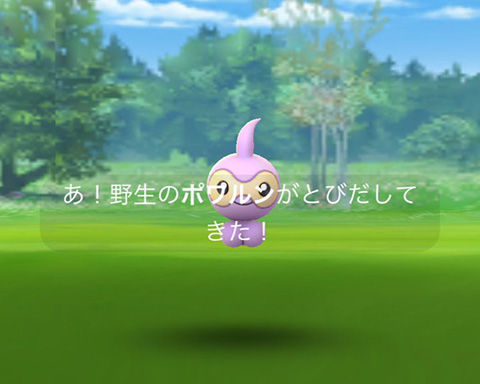 野生のポワルン0