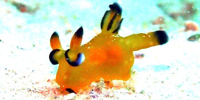 ポケモンガオーレマスターへの道 沖縄の漁港にピカチュウ出現 不思議な生物動きや姿がソックリだと話題に ポケモンガオーレマスターへの道 沖縄の漁港にピカチュウ出現 不思議な生物動きや姿がソックリだと話題に