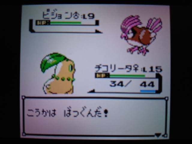 悲報 ポケモン金銀 チコリータ選ぶも詰む