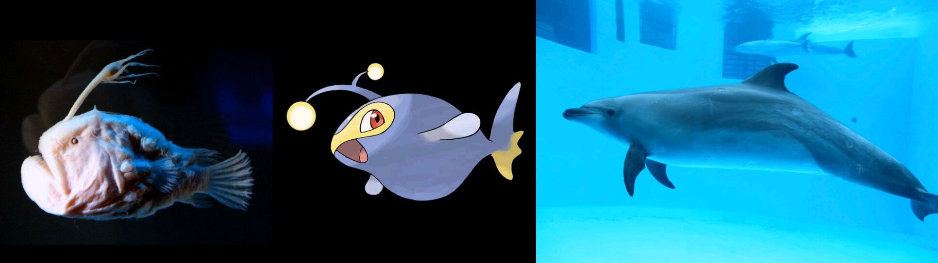 有識者 イルカモチーフのポケモンはいない ぼく ランターンがチョウチンアンコウだと思ってんの
