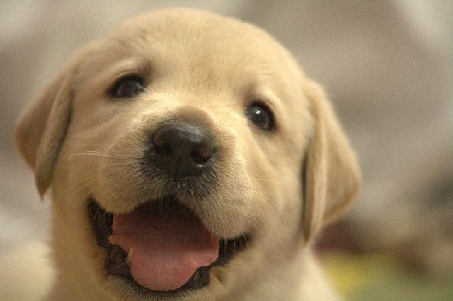 とっても可愛い子犬ポケモン 英語でポケモン Go とっても可愛い子犬ポケモン 英語でポケモン Go