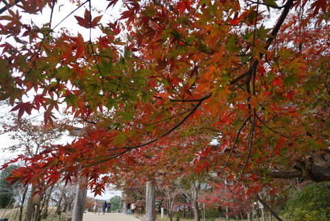 ORG_DSC01221