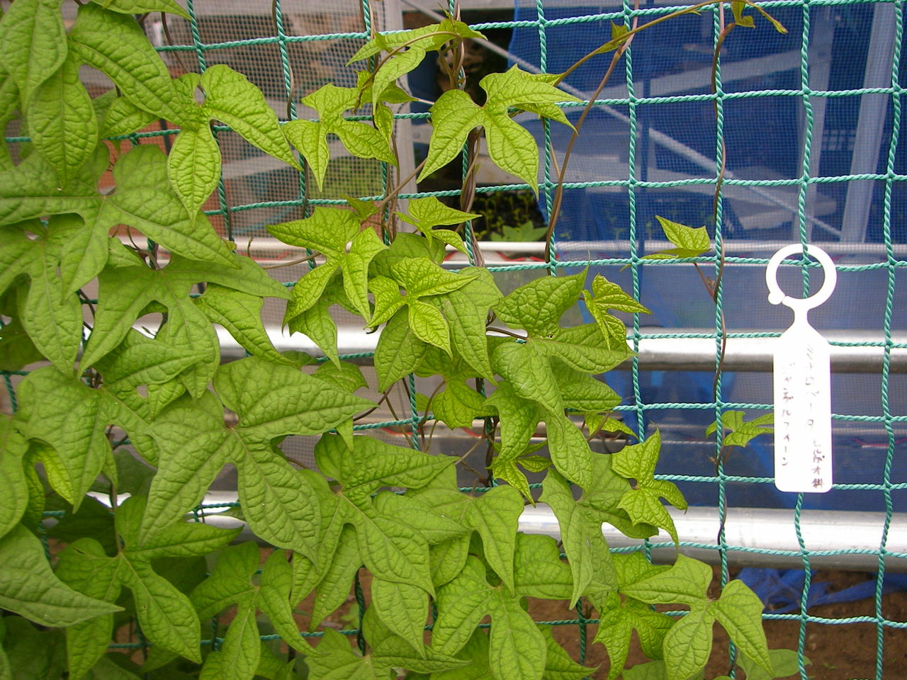 浦安自然観察会ーつる植物編ー にゃんこな毎日