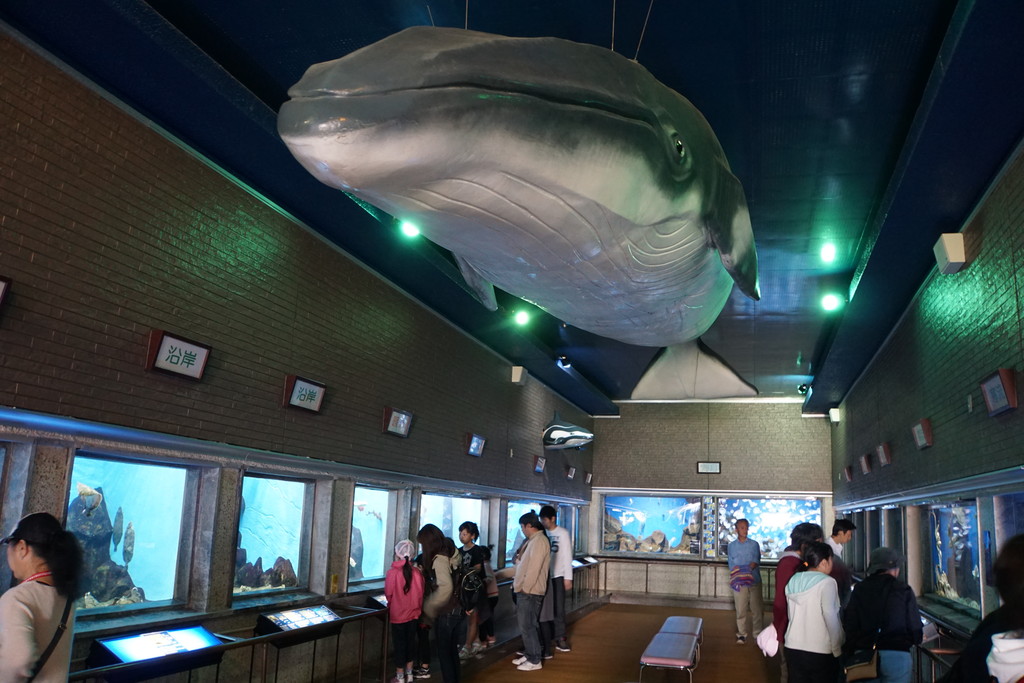 室蘭水族館 北海道 の感想 水族館に行ってまいります 室蘭水族館 北海道 の感想 水族館に行ってまいります