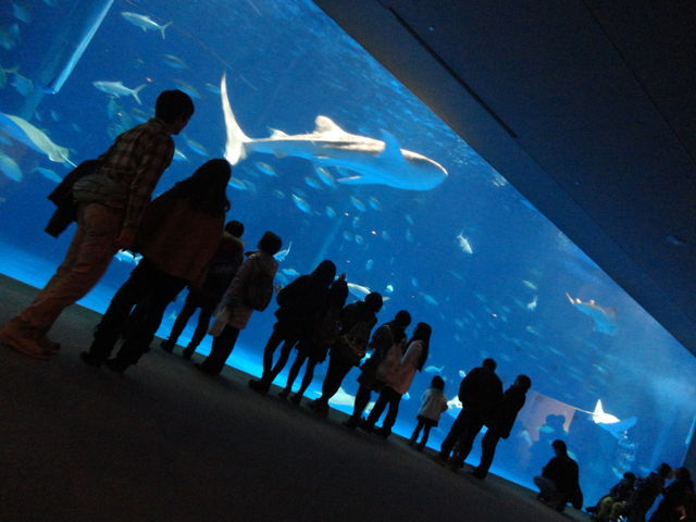いおワールドかごしま水族館（その1） : 水族館に行ってまいります。