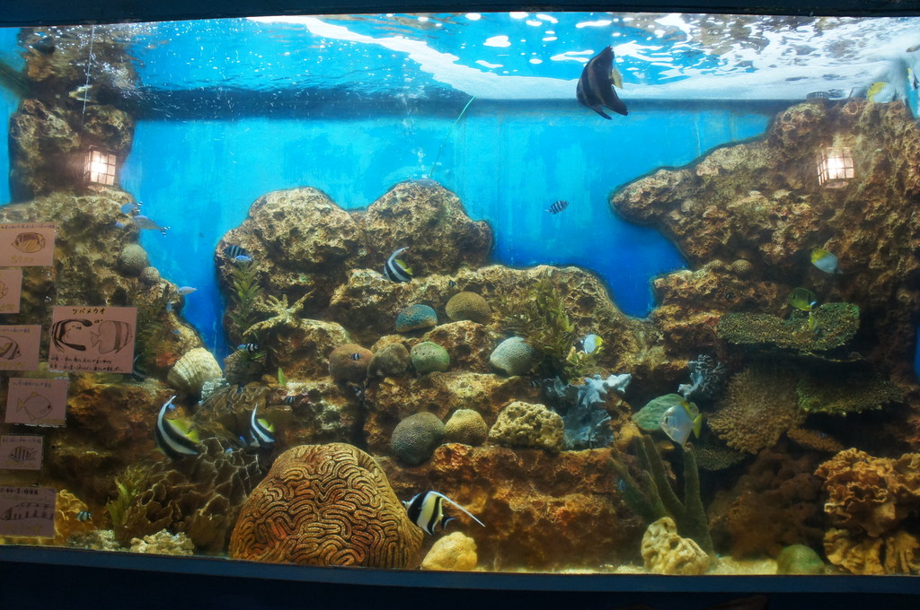 犬吠埼マリンパーク 千葉県 の感想 水族館に行ってまいります