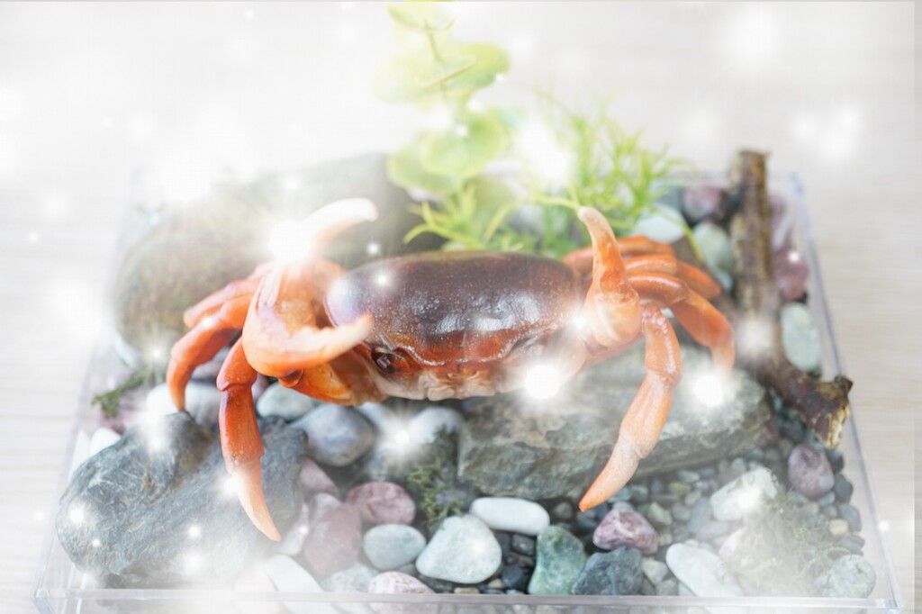 水族館マニアが勘だけでサワガニの棲む川のジオラマを作る。 : 水族館