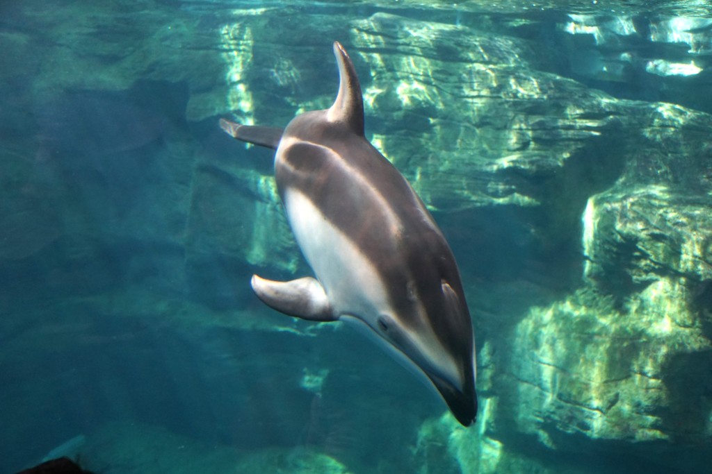 水族館に行ってまいります