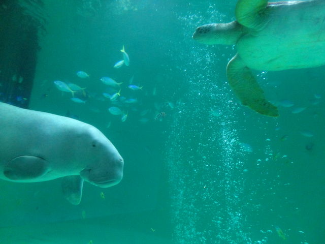 水族館に行ってまいります