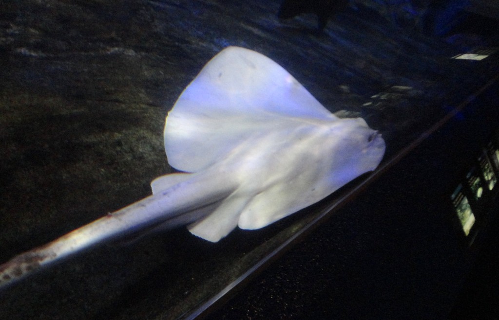 アルビノ って何 水族館に行ってまいります アルビノ って何 水族館に行ってまいります