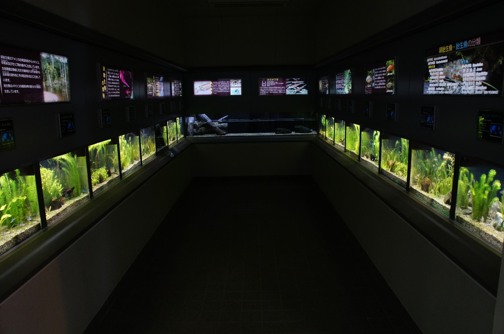 東山動植物園 世界のメダカ館 愛知県 の感想 水族館に行ってまいります