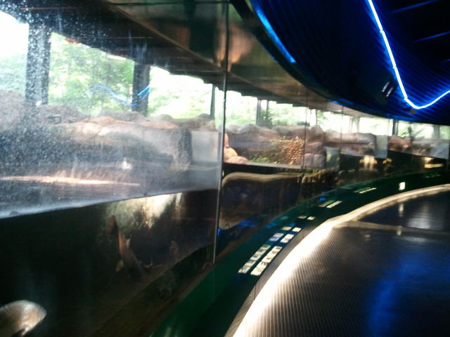 相模原市立相模川ふれあい科学館 水族館に行ってまいります 相模原市立相模川ふれあい科学館 水族館に行ってまいります