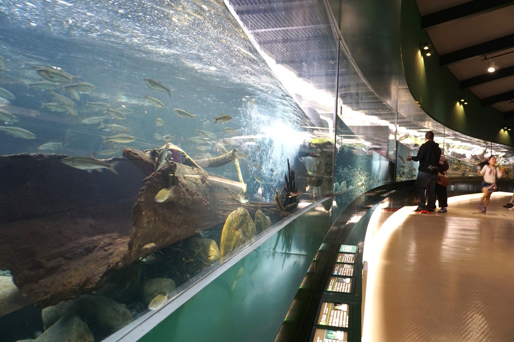 相模川ふれあい科学館 アクアリウムさがみはら 神奈川県 のリニューアル後の感想 水族館に行ってまいります 相模川ふれあい科学館 アクアリウムさがみはら 神奈川県 のリニューアル後の感想 水族館に行ってまいります