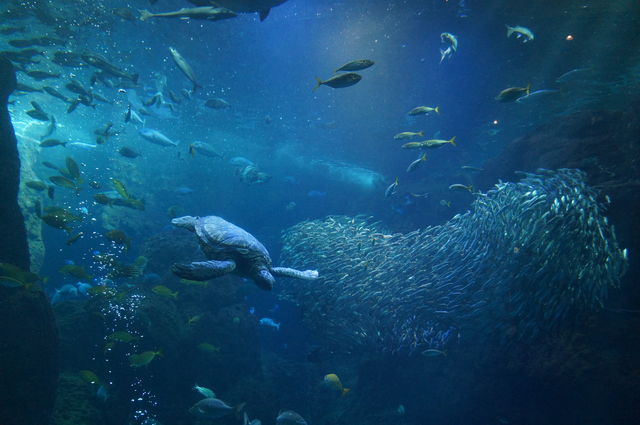 新・江ノ島水族館の相模湾大水槽にウミガメが入ってた : 水族館に行っ