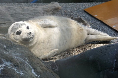 水族館に行ってまいります