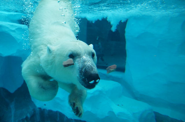 ソフトバンクの可愛いお父さんかと思った 残念 ホッキョクグマちゃんでした 水族館に行ってまいります